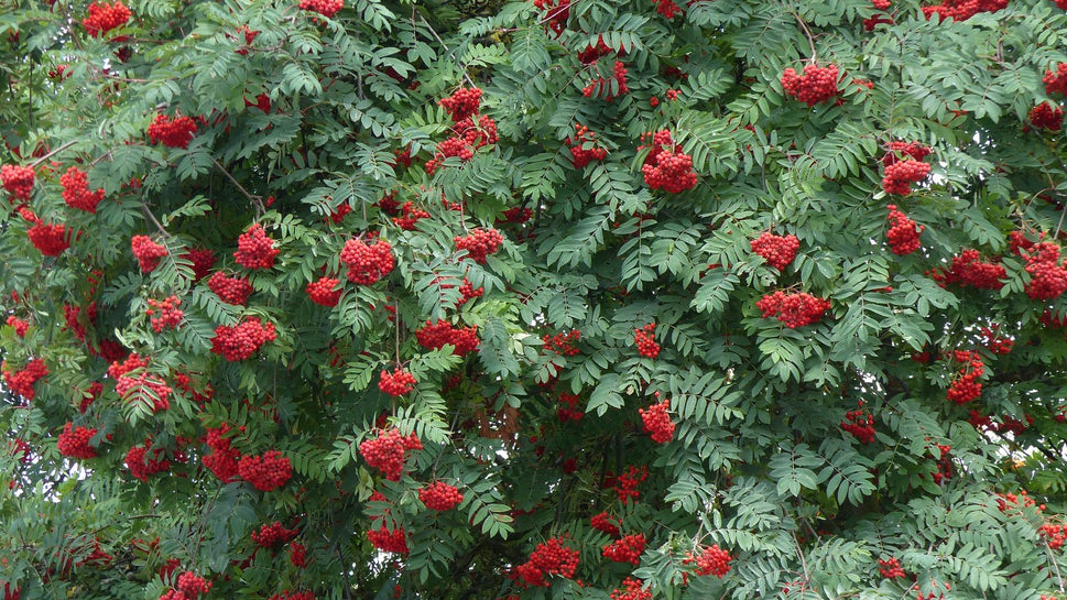 Sorbus aucuparia, 40-60 cm