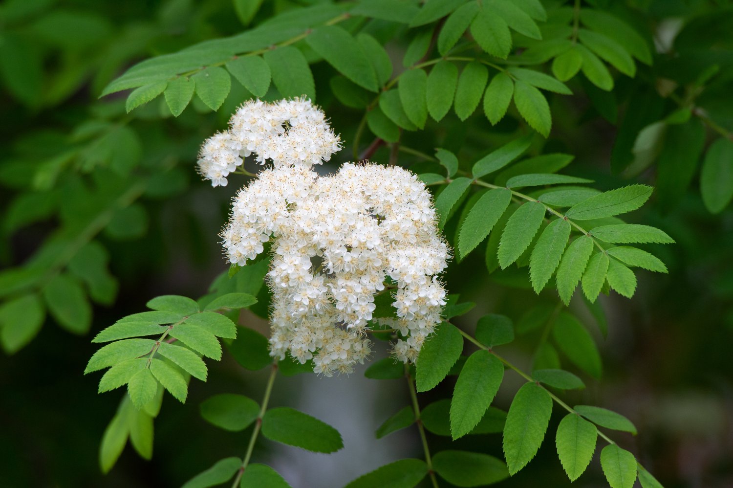 Sorbus aucuparia, 40-60 cm