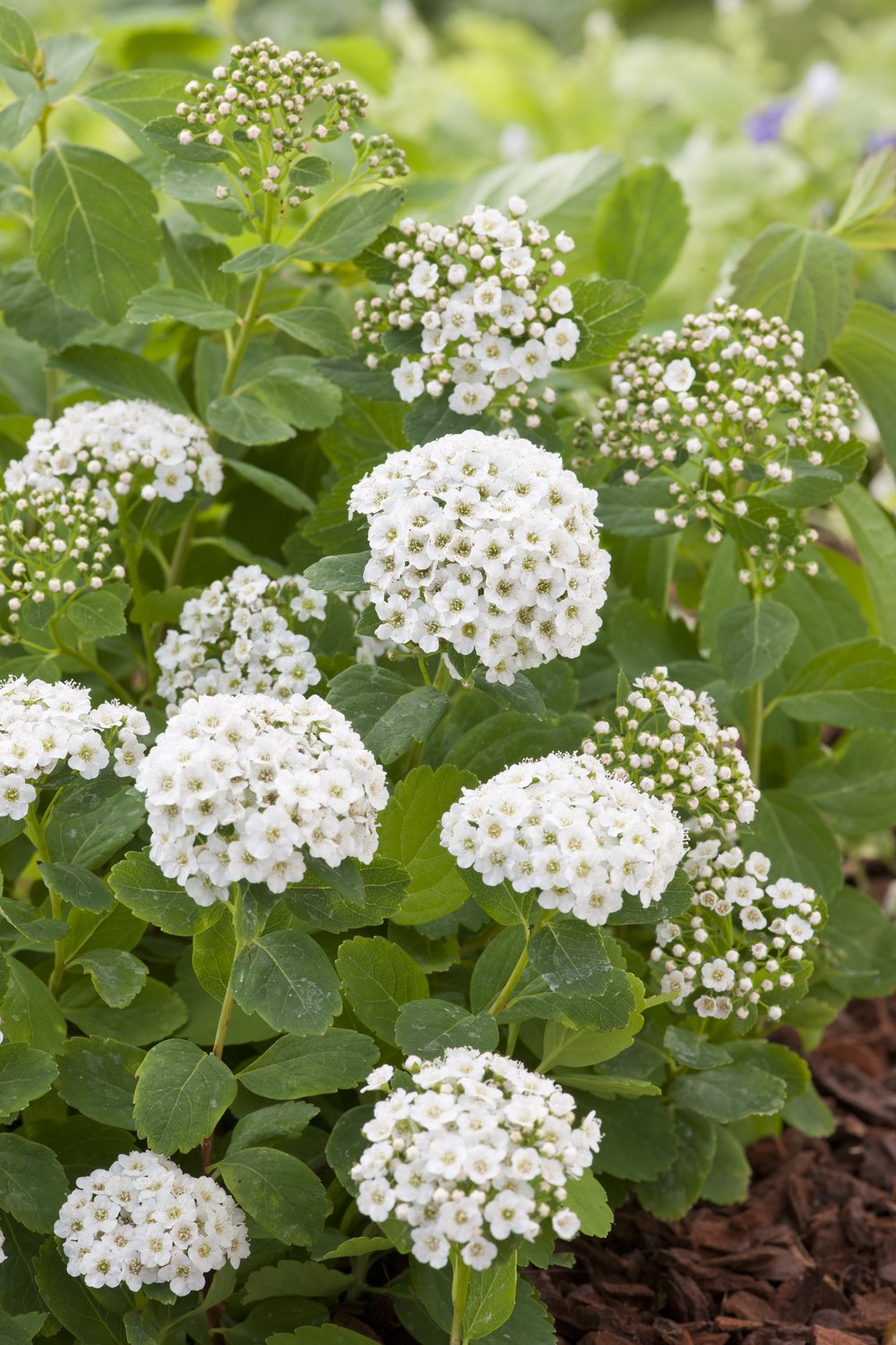 Spiraea betulifolia, 15-30 cm