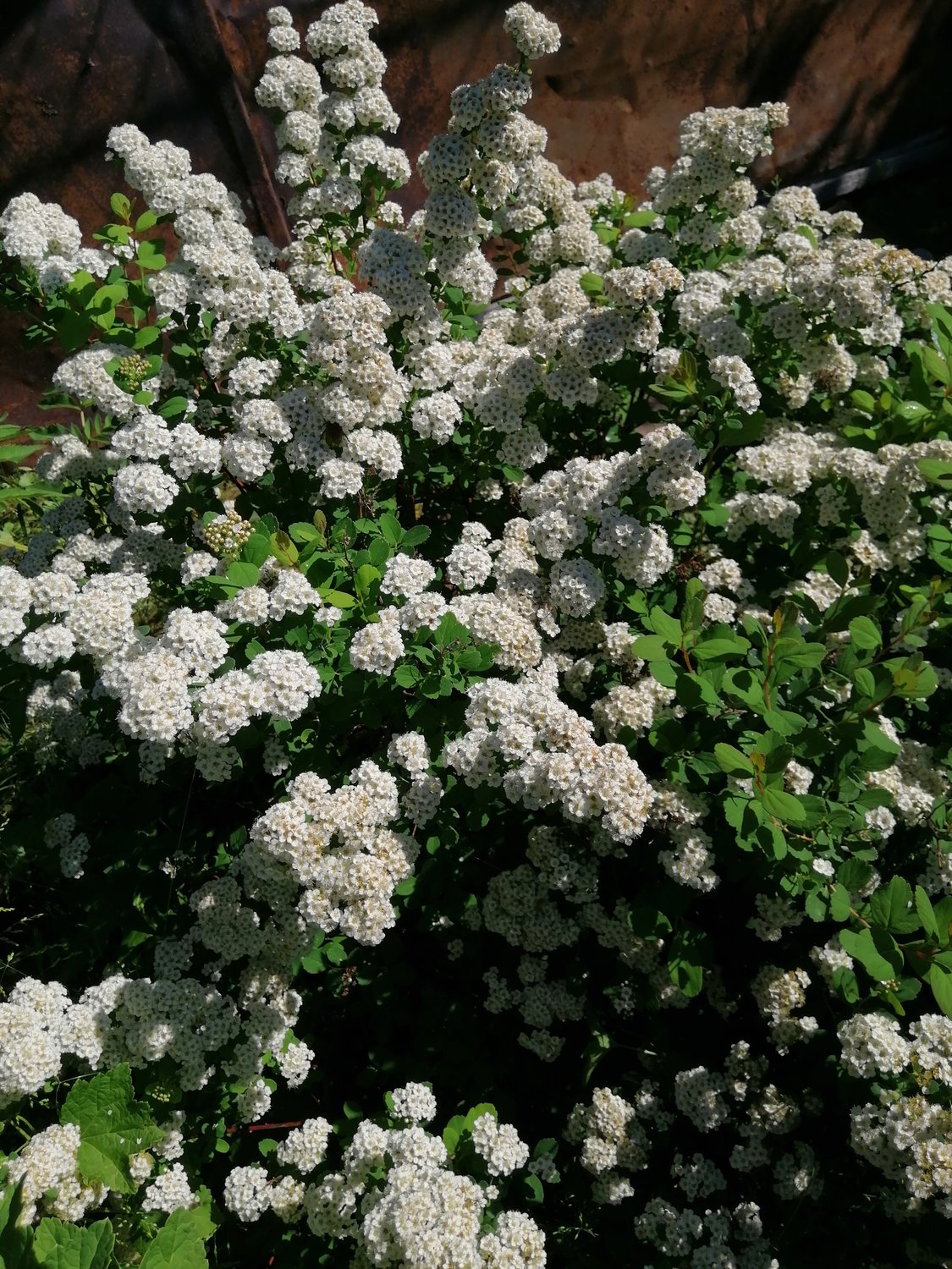 Spiraea betulifolia, 15-30 cm