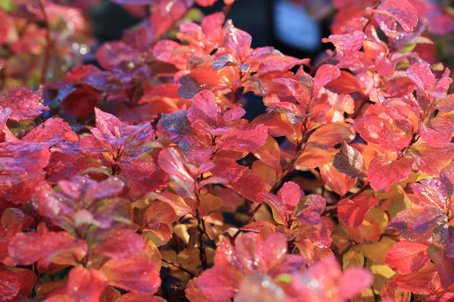Spiraea betulifolia, 15-30 cm