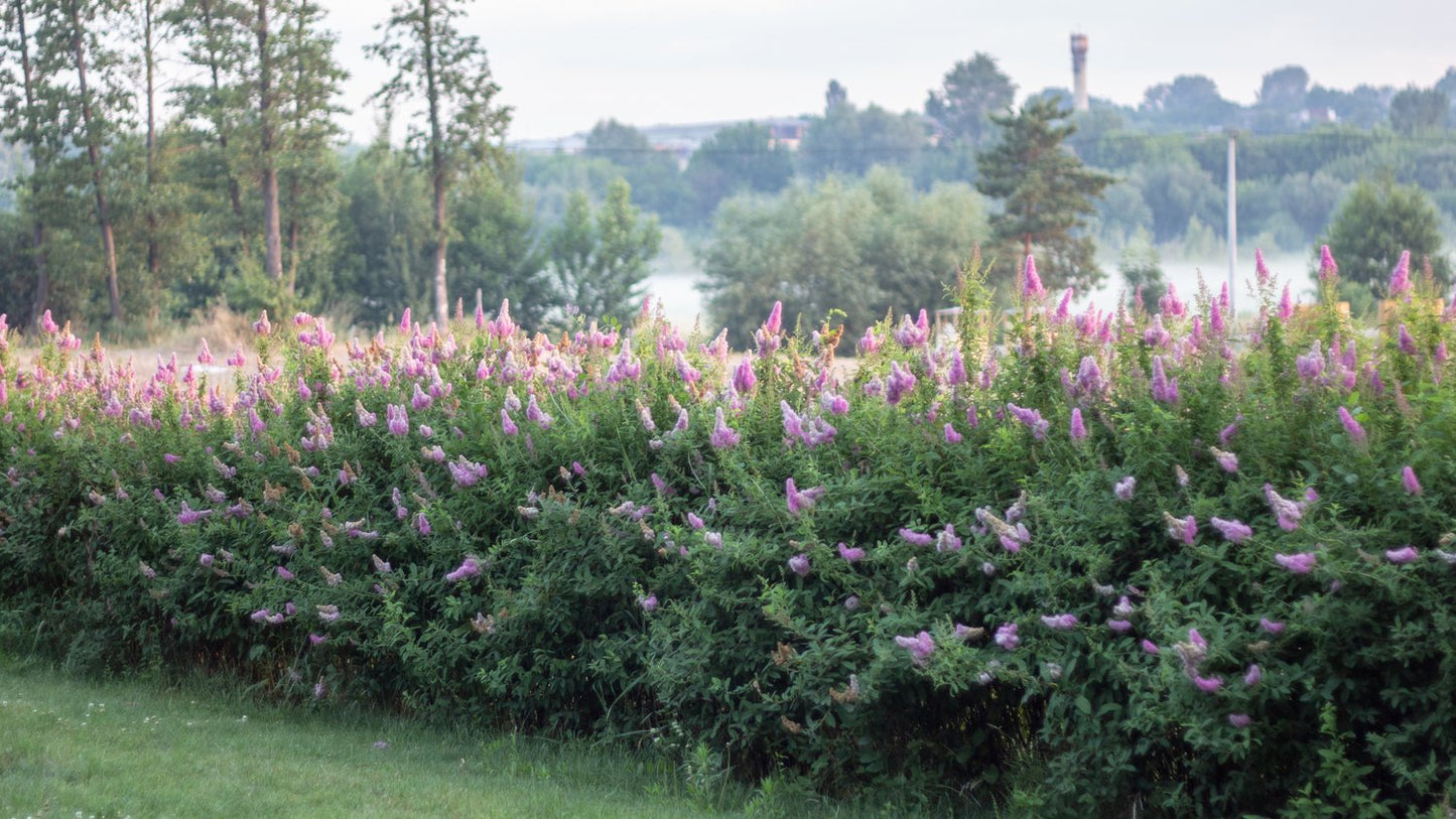 Spiraea x billardii, 40-60 cm