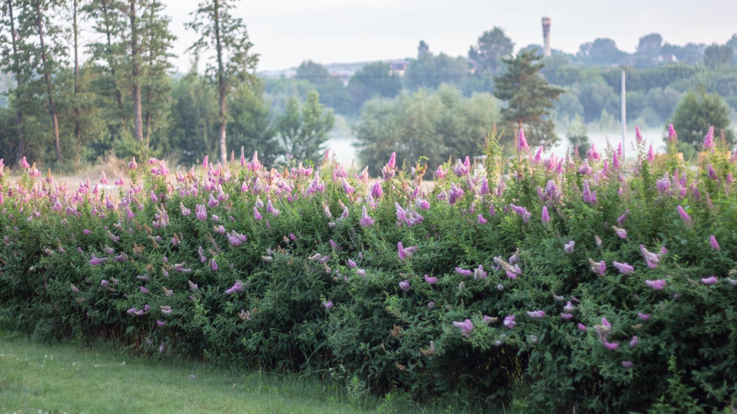 Spiraea x billardii, 40-60 cm
