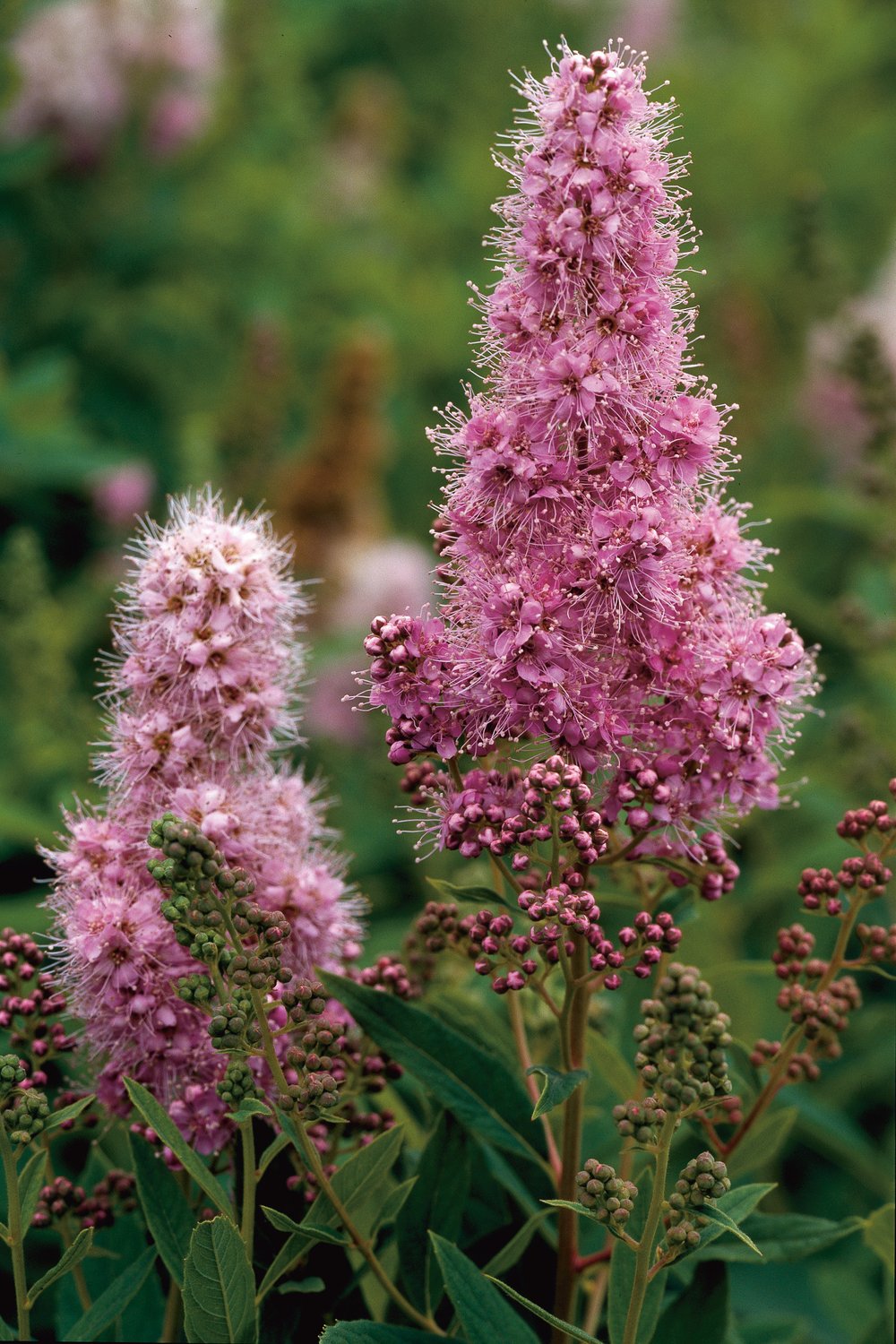 Spiraea x billardii, 40-60 cm