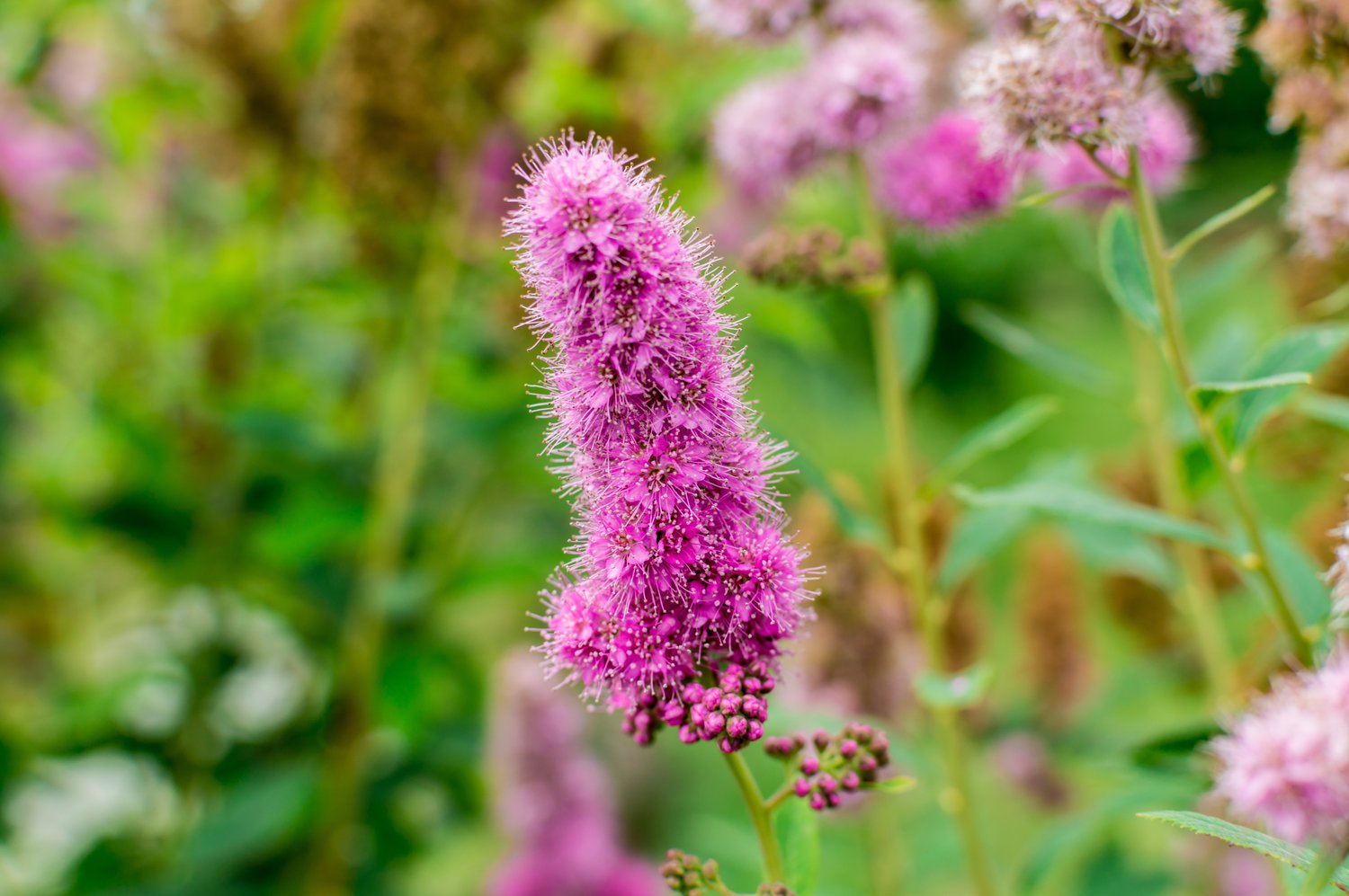 Spiraea x billardii, 40-60 cm