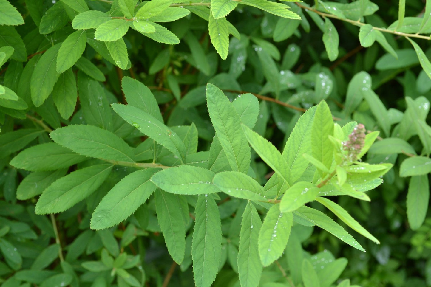 Spiraea x billardii, 40-60 cm