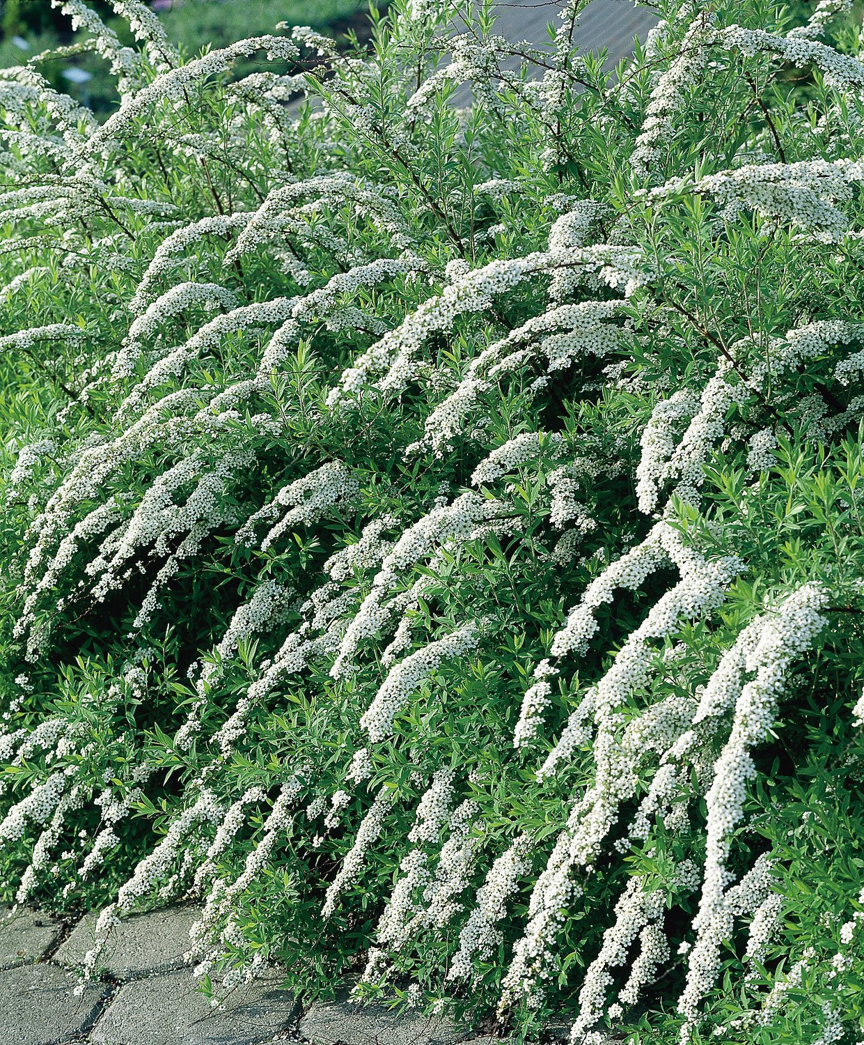 Spiraea x cinerea 'Grefsheim', 30-50 cm