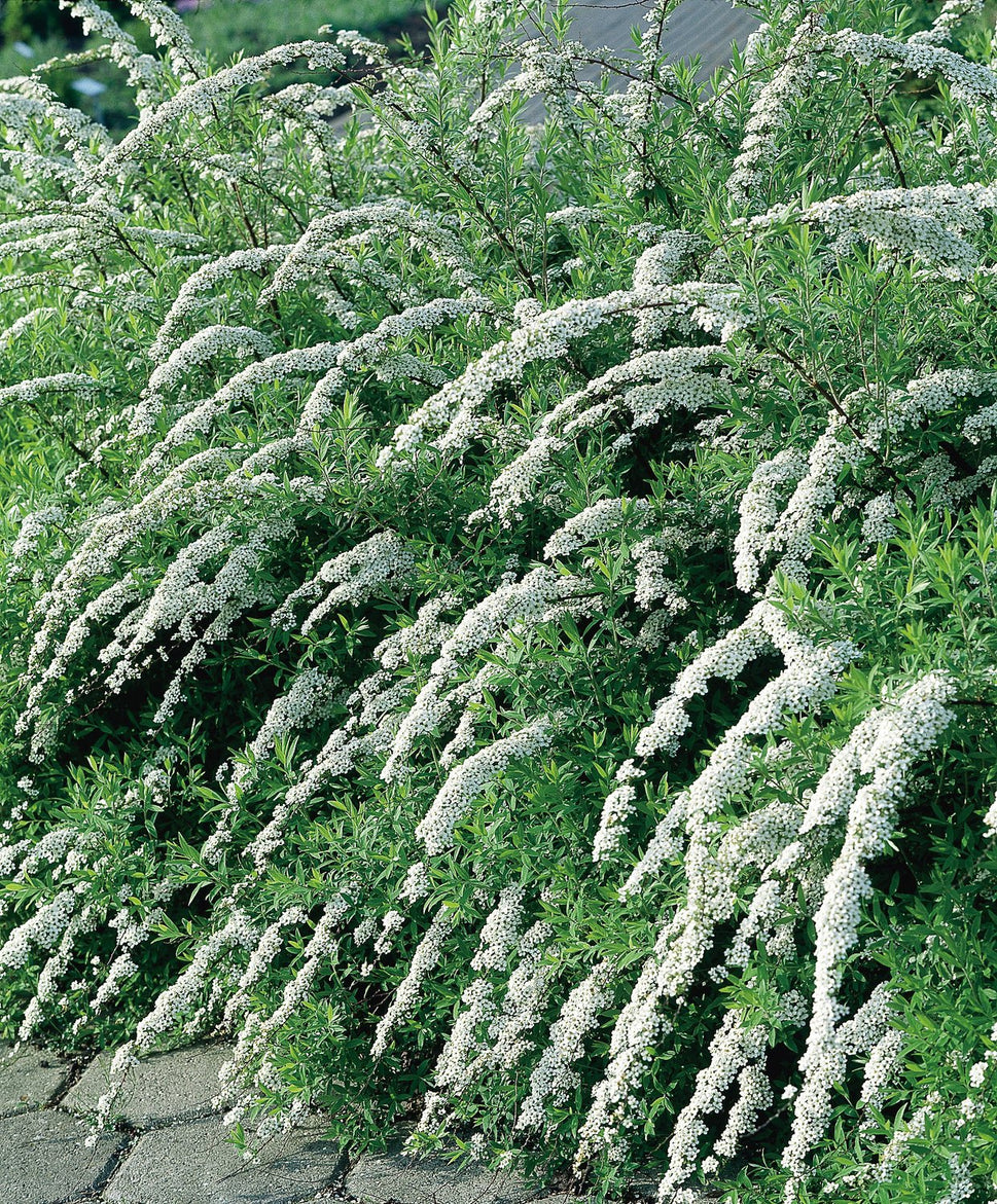 Spiraea x cinerea 'Grefsheim', 30-50 cm