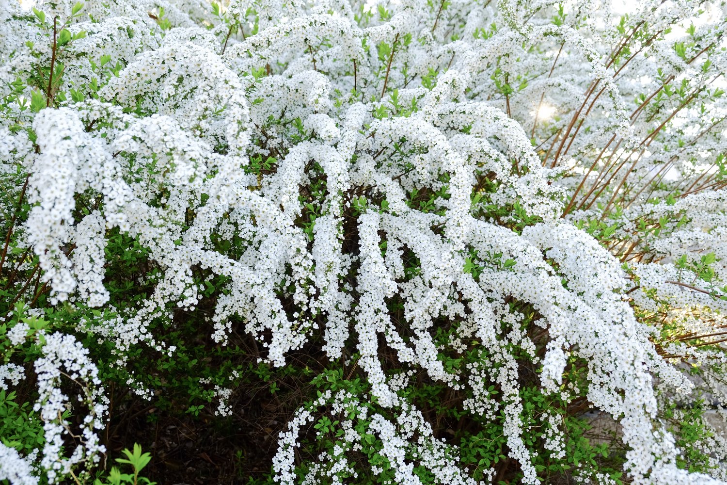 Spiraea x cinerea 'Grefsheim', 30-50 cm
