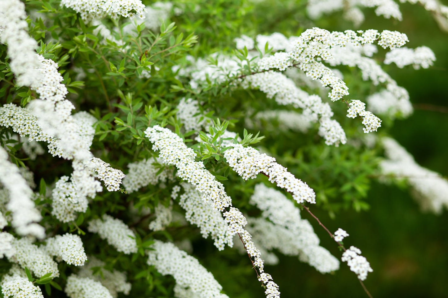 Spiraea x cinerea 'Grefsheim', 30-50 cm