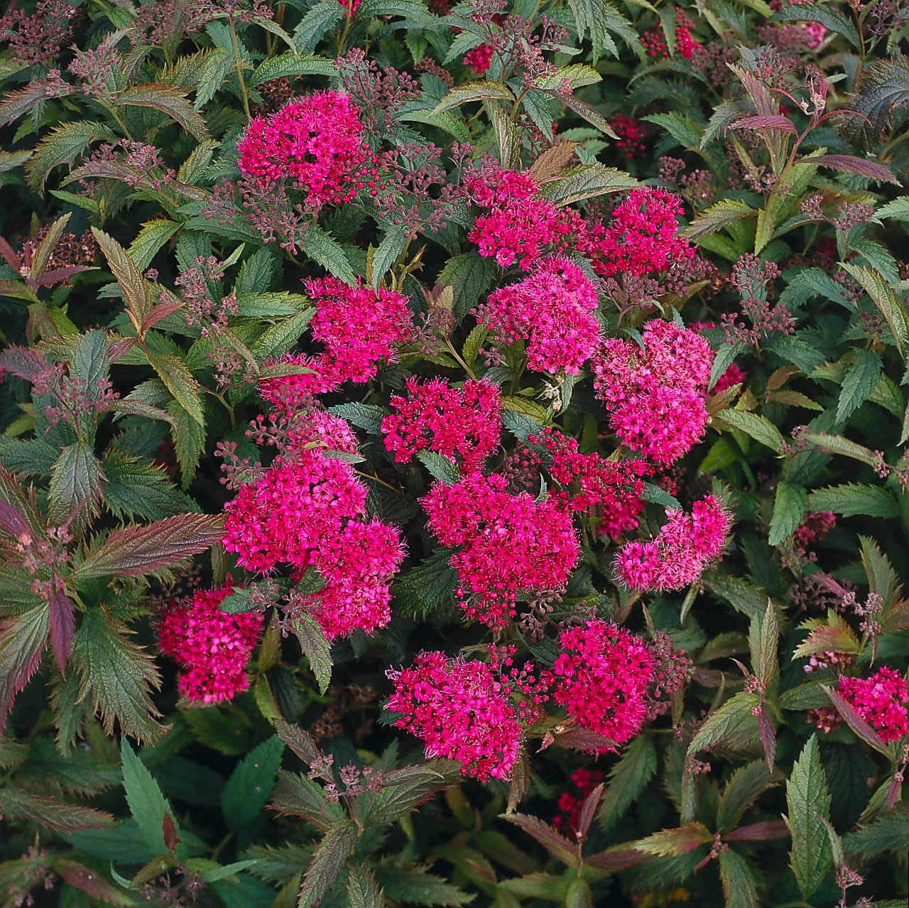 Spiraea jap. 'Anthony Waterer', 15-30 cm