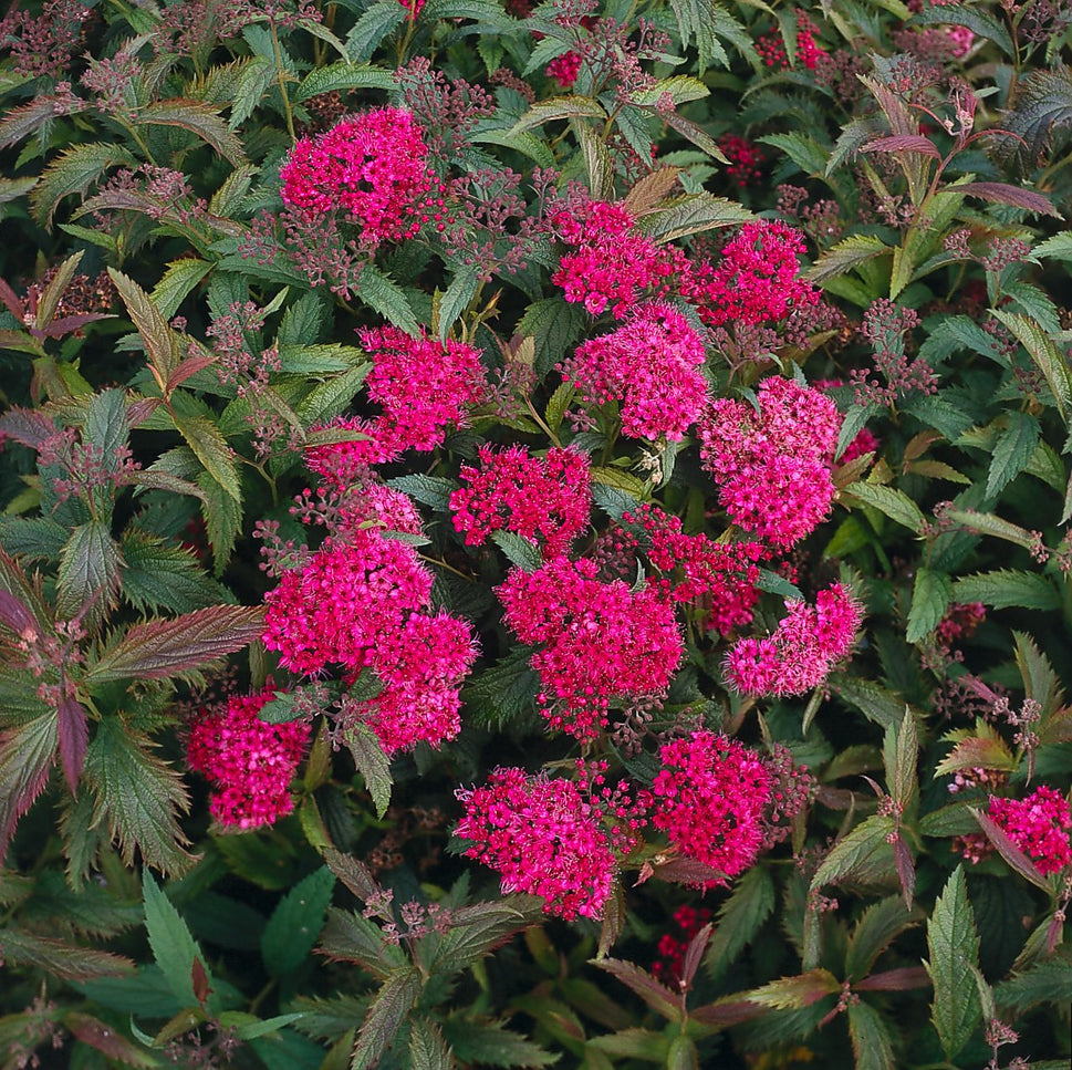 Spiraea jap. 'Anthony Waterer', 15-30 cm