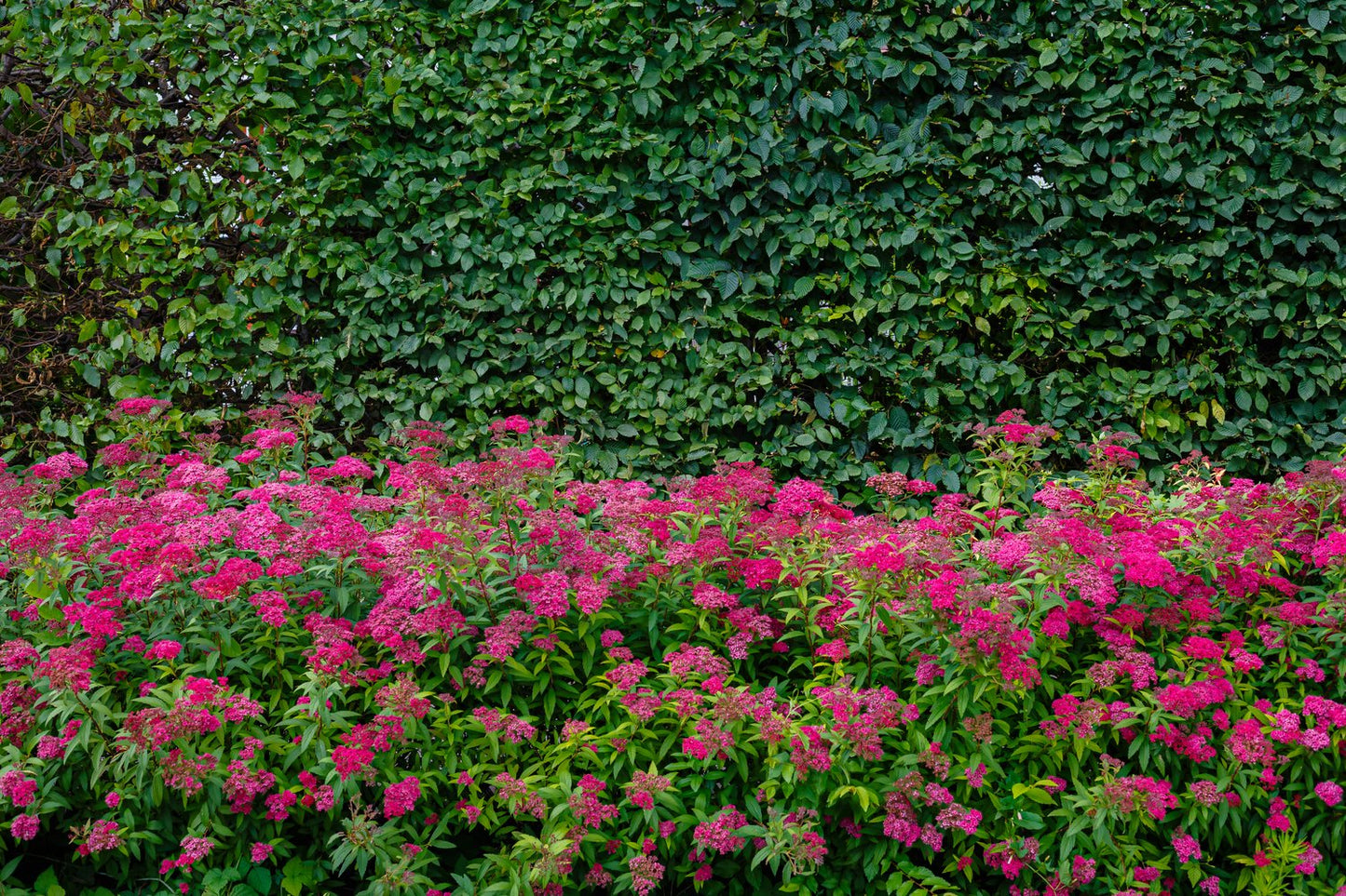 Spiraea jap. 'Anthony Waterer', 15-30 cm
