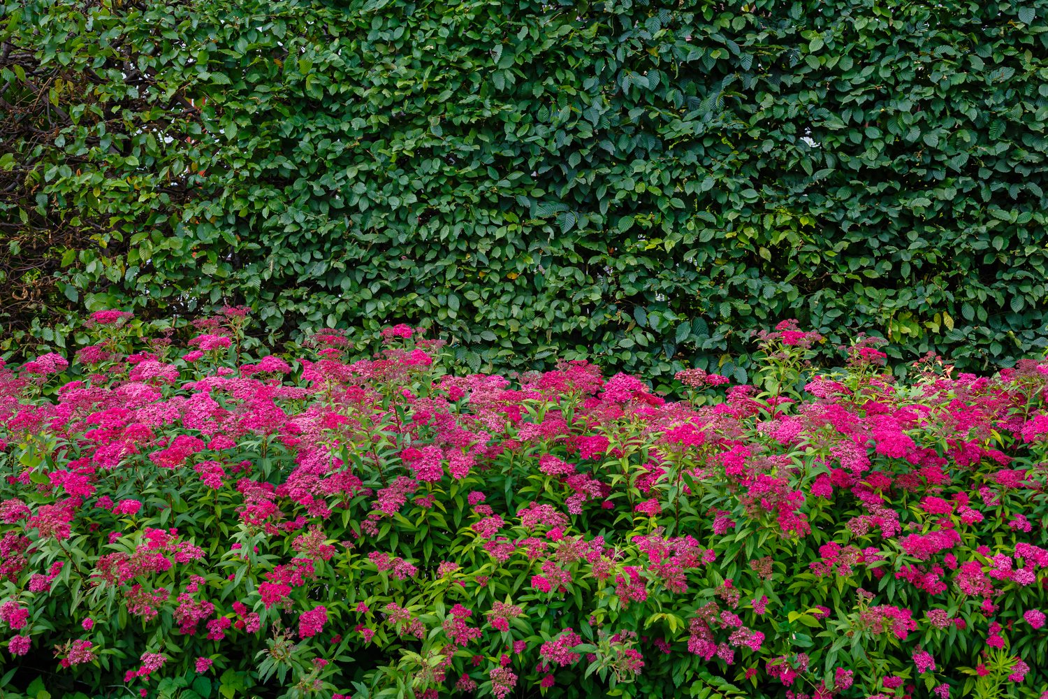 Spiraea jap. 'Anthony Waterer', 15-30 cm