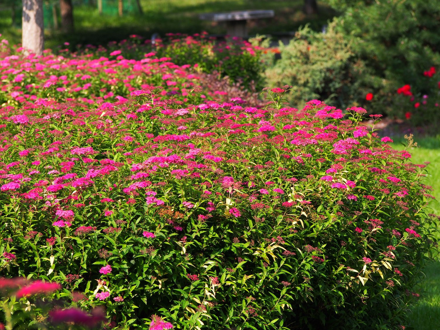 Spiraea jap. 'Anthony Waterer', 15-30 cm