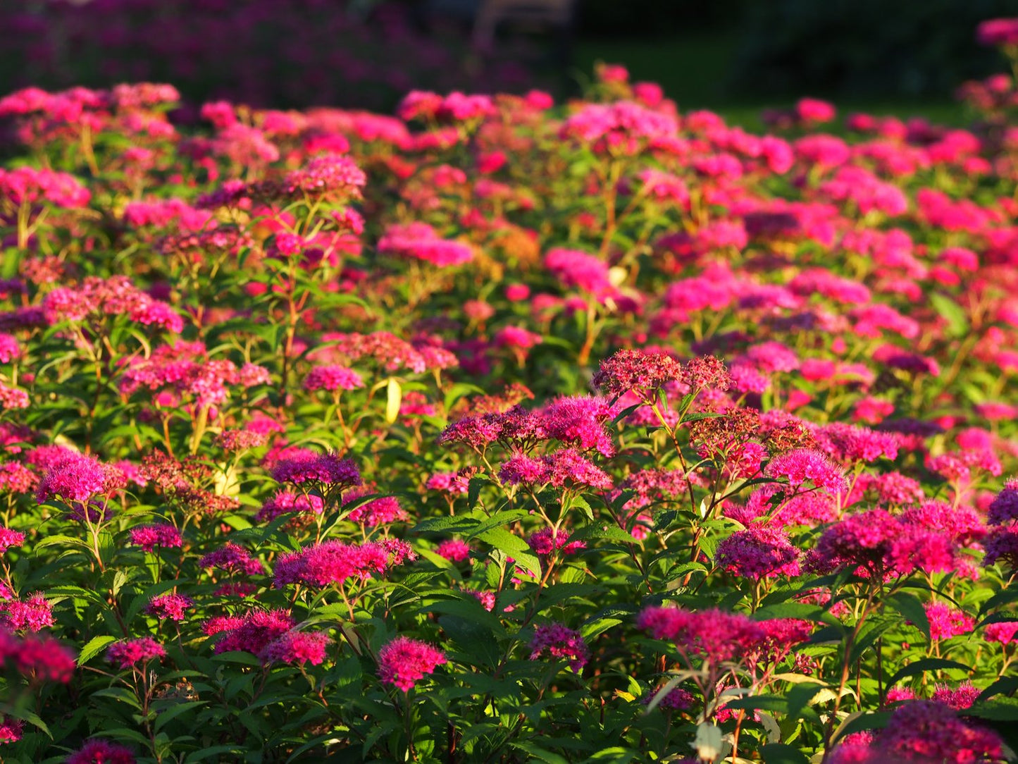 Spiraea jap. 'Anthony Waterer', 15-30 cm