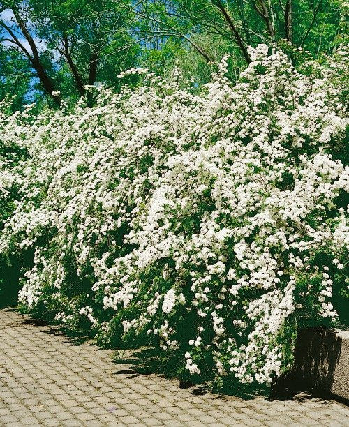 Spiraea x vanhouttei, 50-80 cm