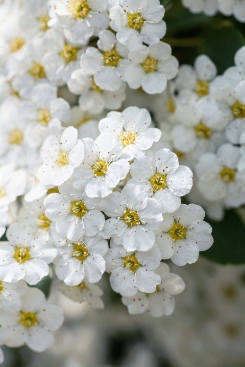 Spiraea x vanhouttei, 50-80 cm