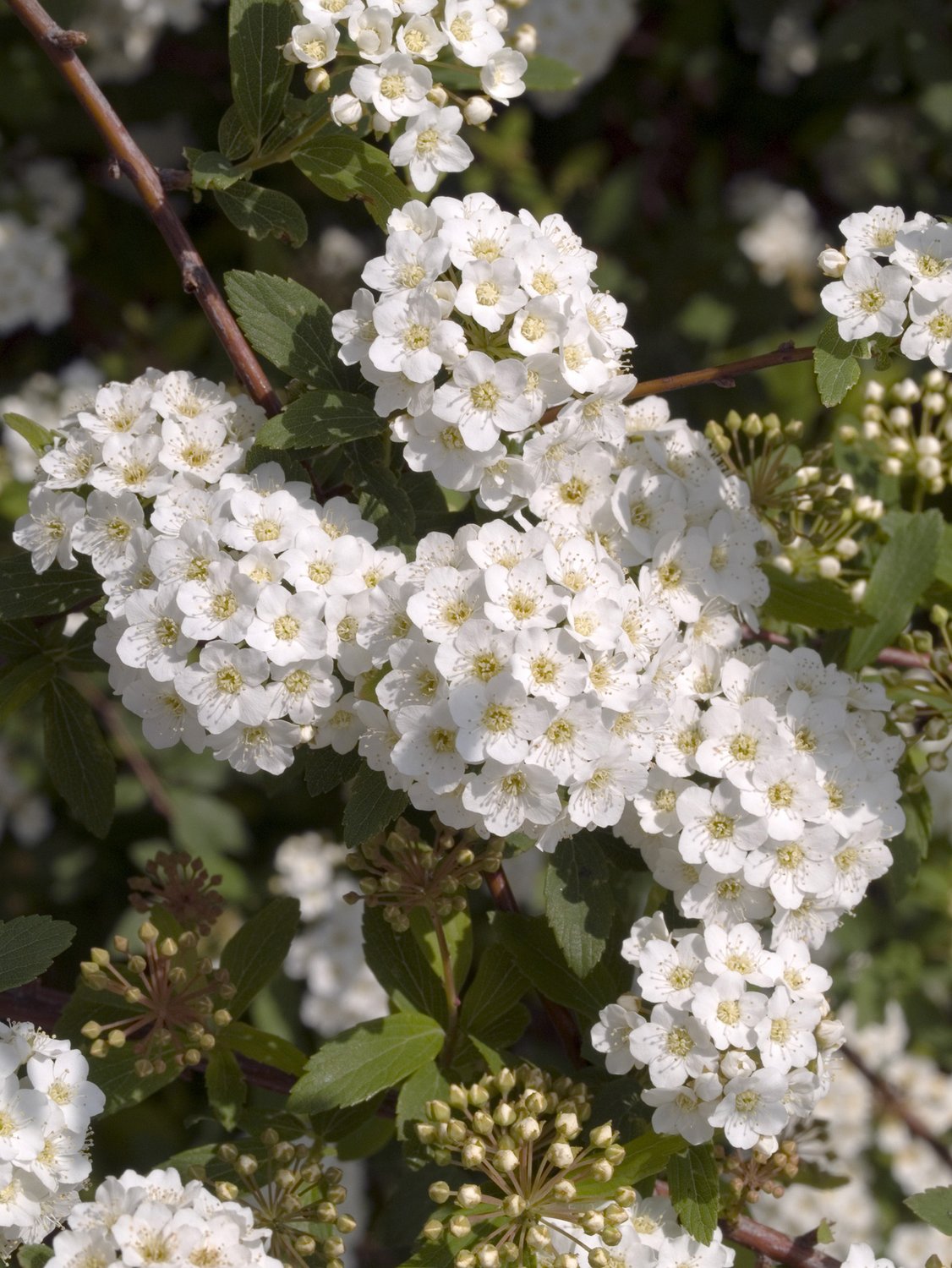 Spiraea x vanhouttei, 50-80 cm
