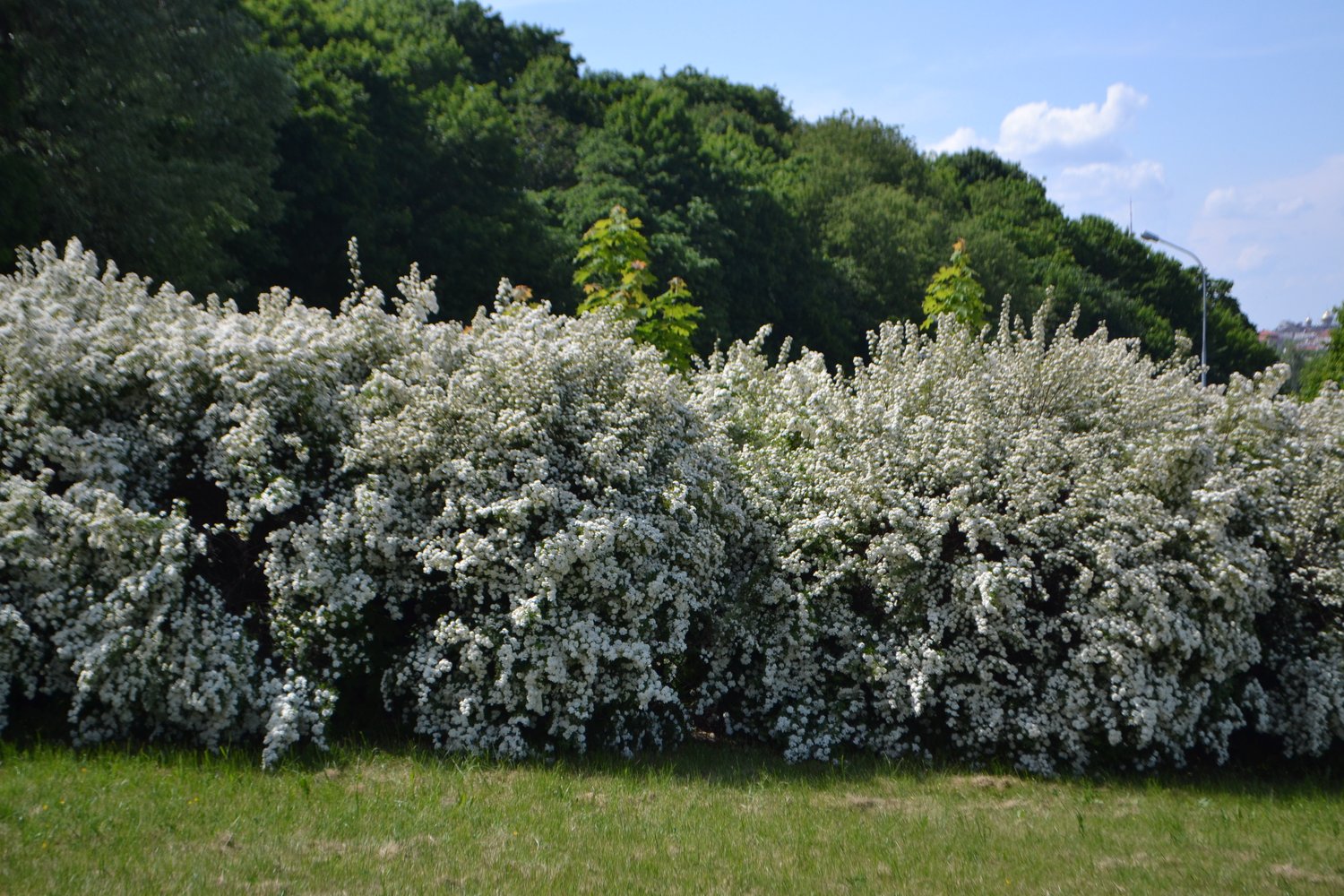 Spiraea x vanhouttei, 50-80 cm