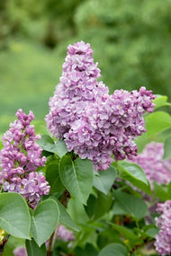 Syringa vulgaris, 30-50 cm