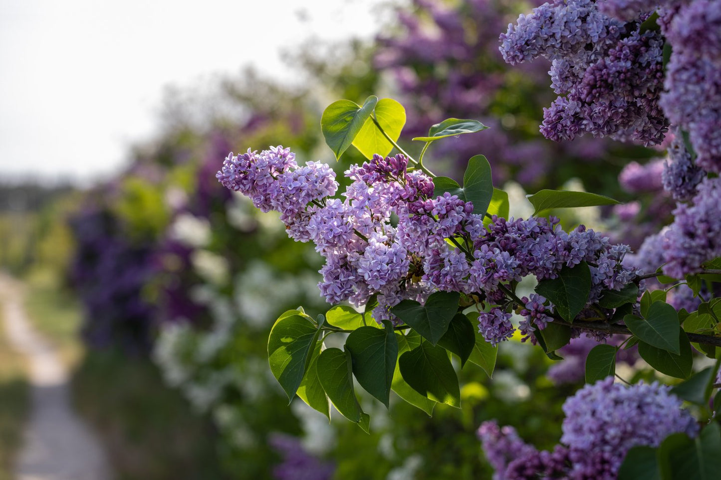 Syringa vulgaris, 30-50 cm