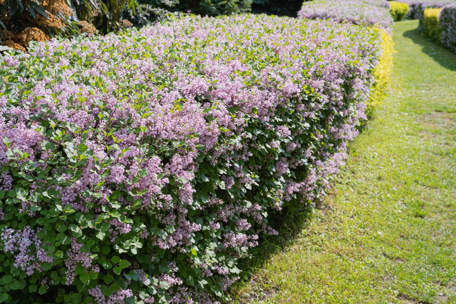 Syringa vulgaris, 50-80 cm, 1-2 grenar