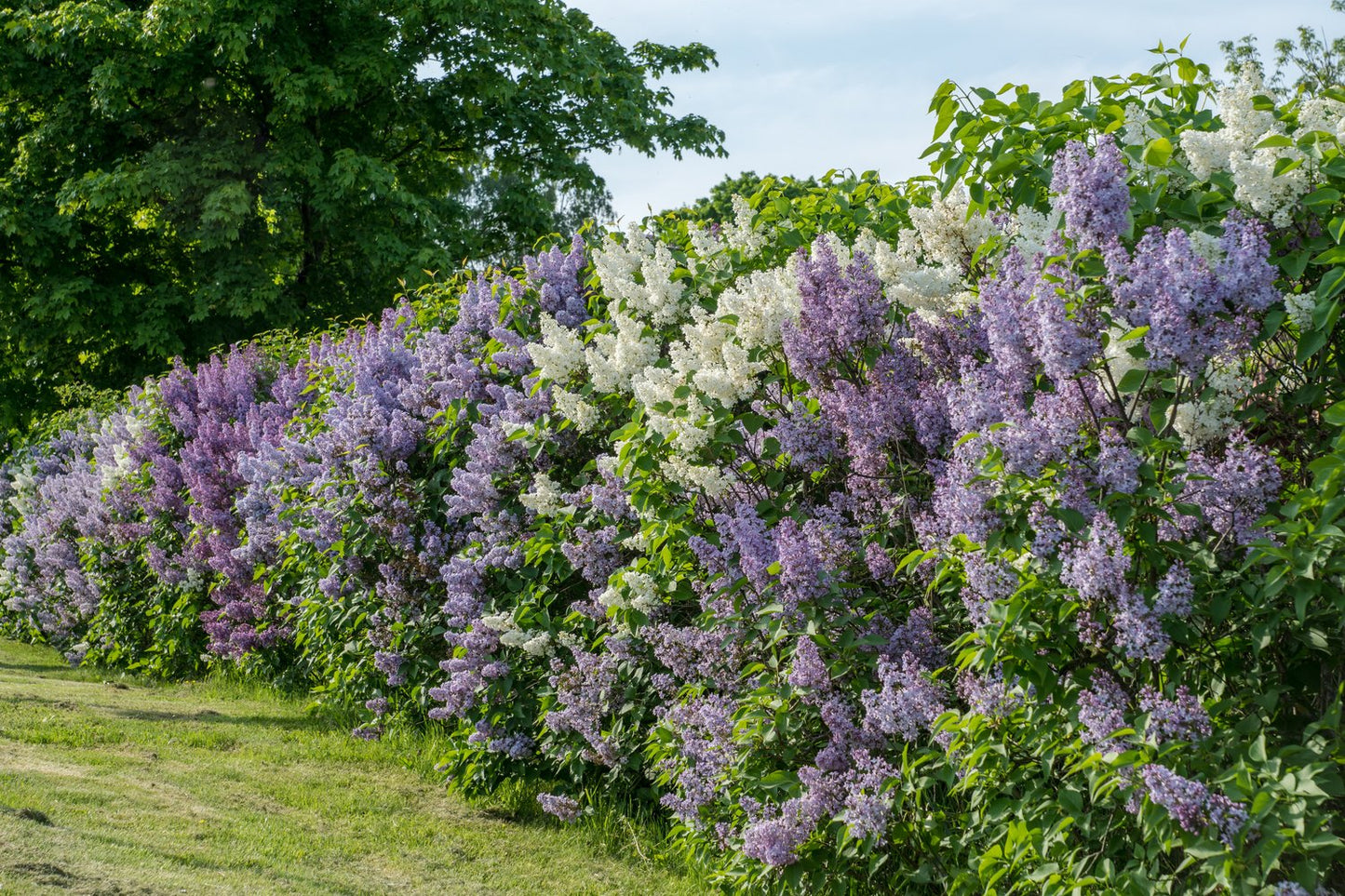 Syringa vulgaris, 50-80 cm, 1-2 grenar