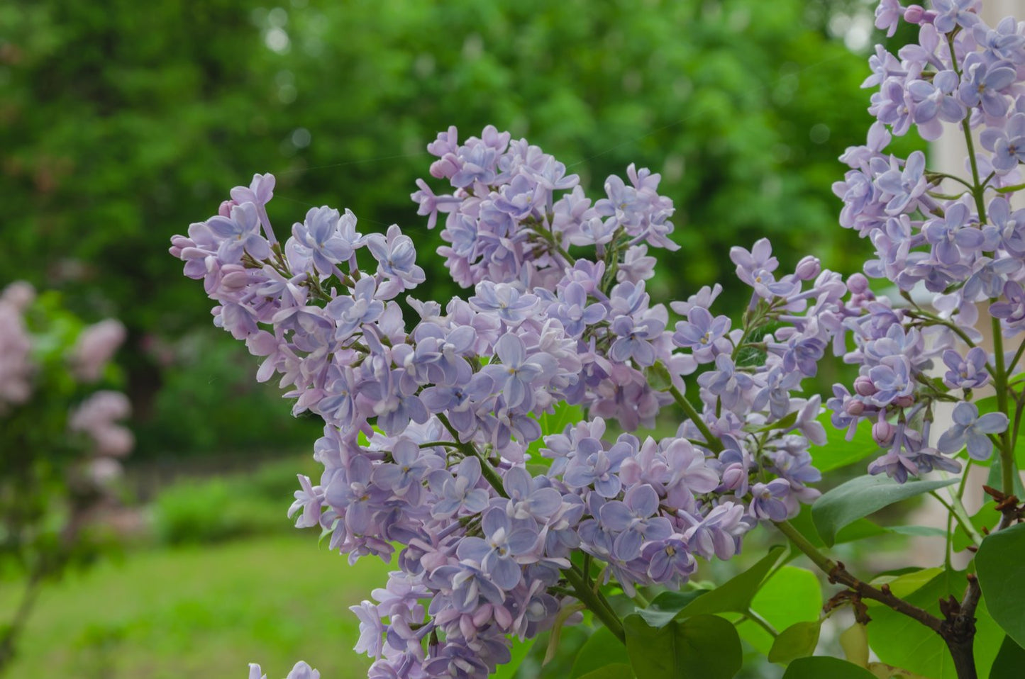Syringa vulgaris, 50-80 cm, 1-2 grenar