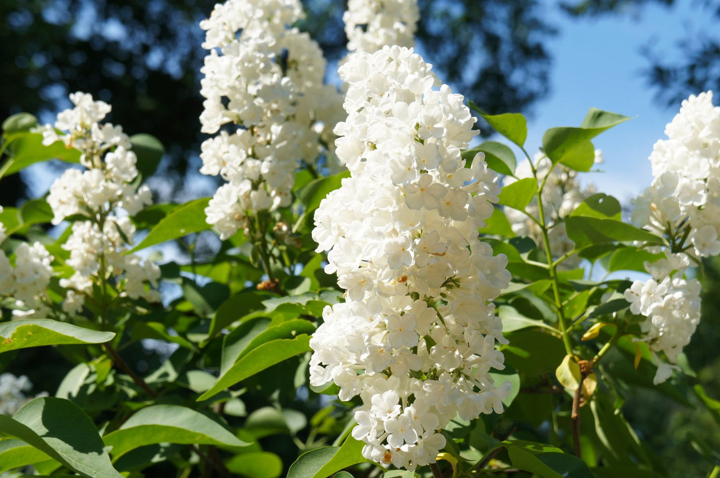 Syringa vulgaris f. alba, 30-50 cm