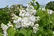 Syringa vulgaris f. alba, 30-50 cm