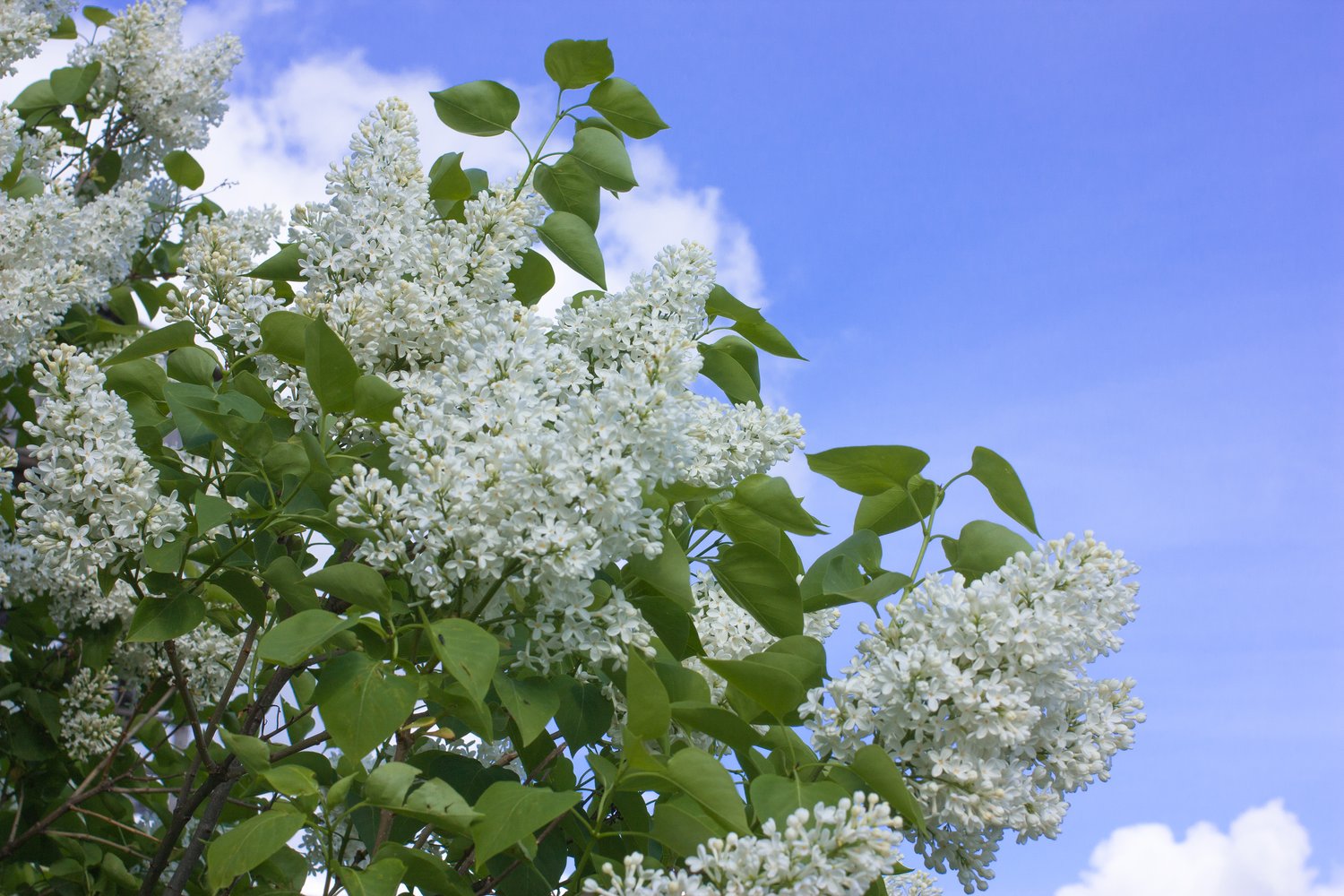 Syringa vulgaris f. alba, 30-50 cm