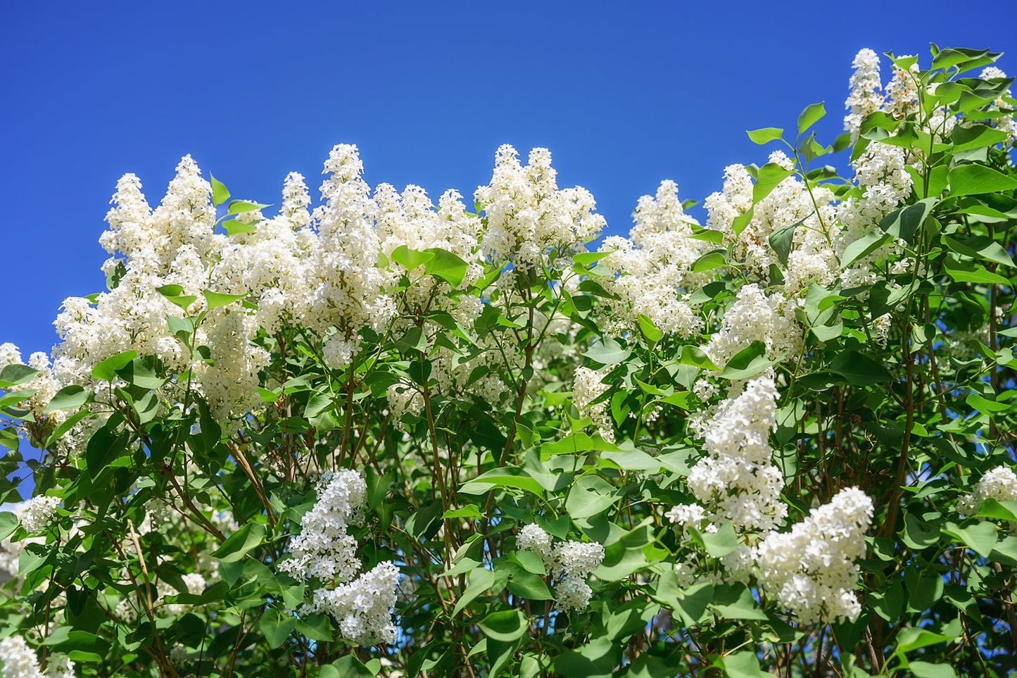 Syringa vulgaris f. alba, 30-50 cm