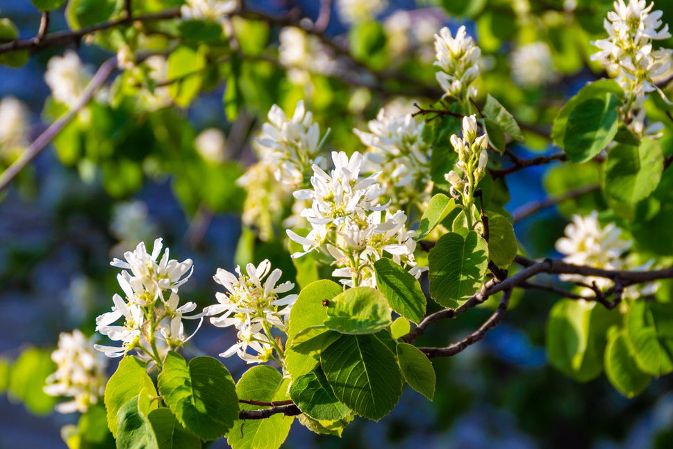Amelanchier alnifolia