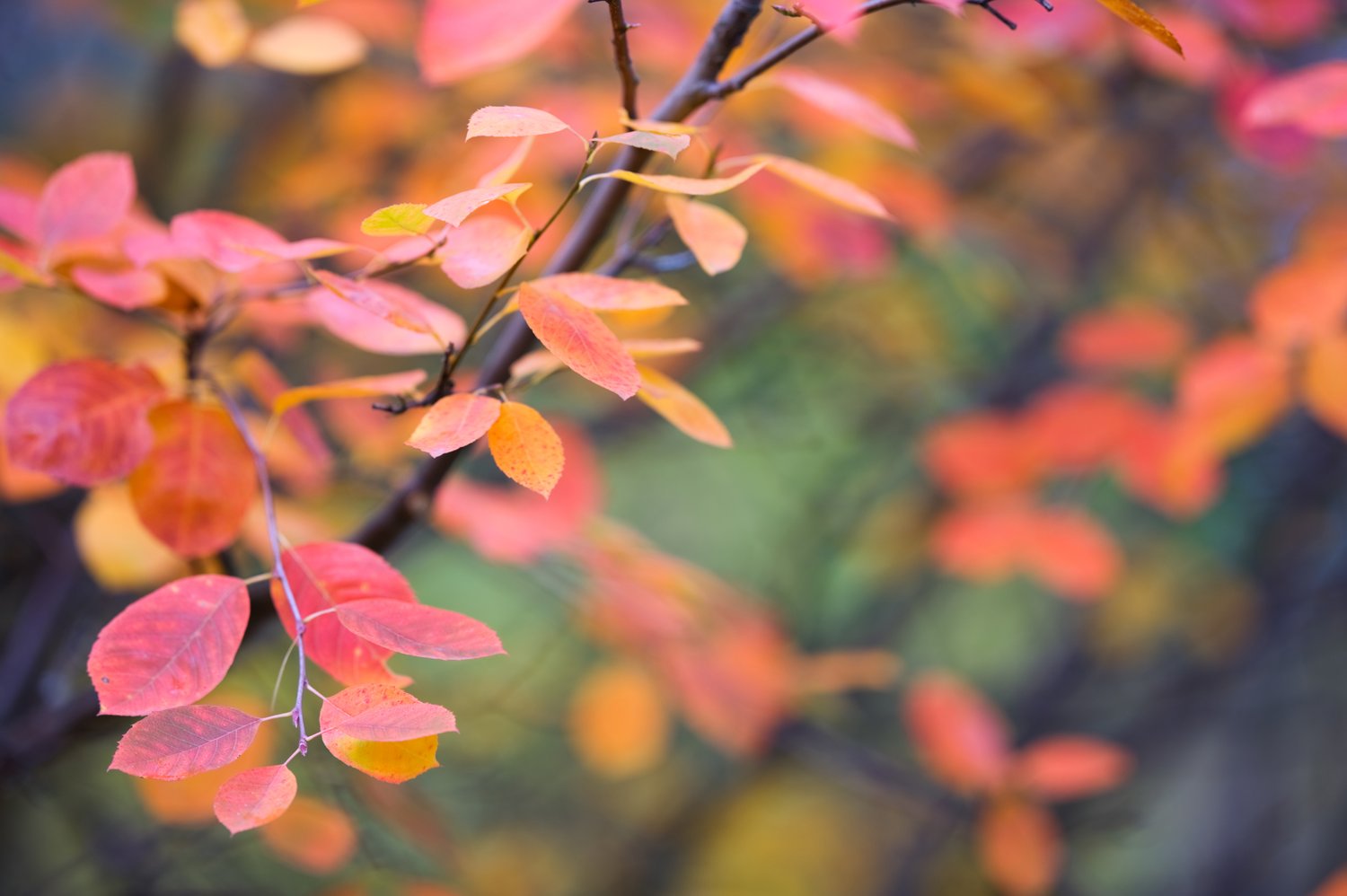Amelanchier alnifolia