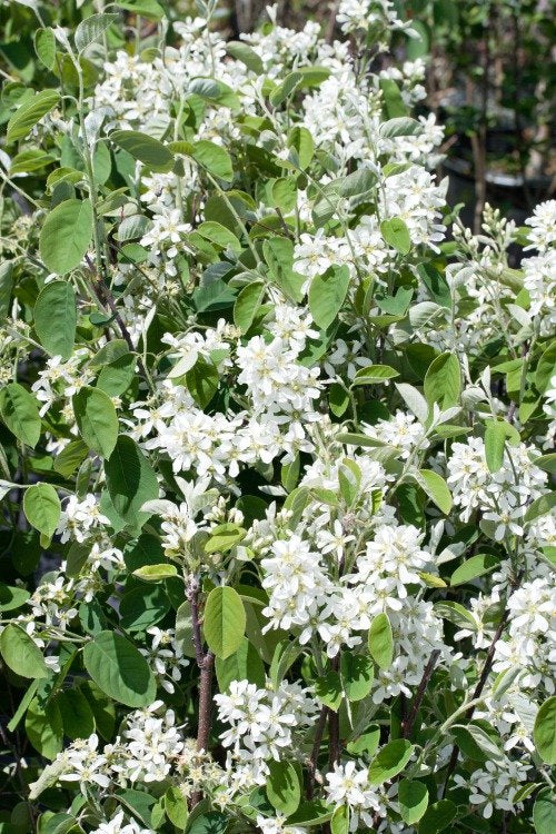 Amelanchier alnifolia