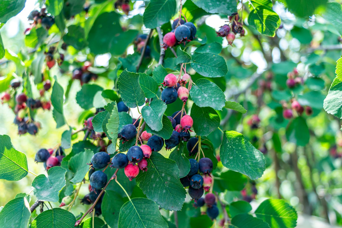Amelanchier alnifolia