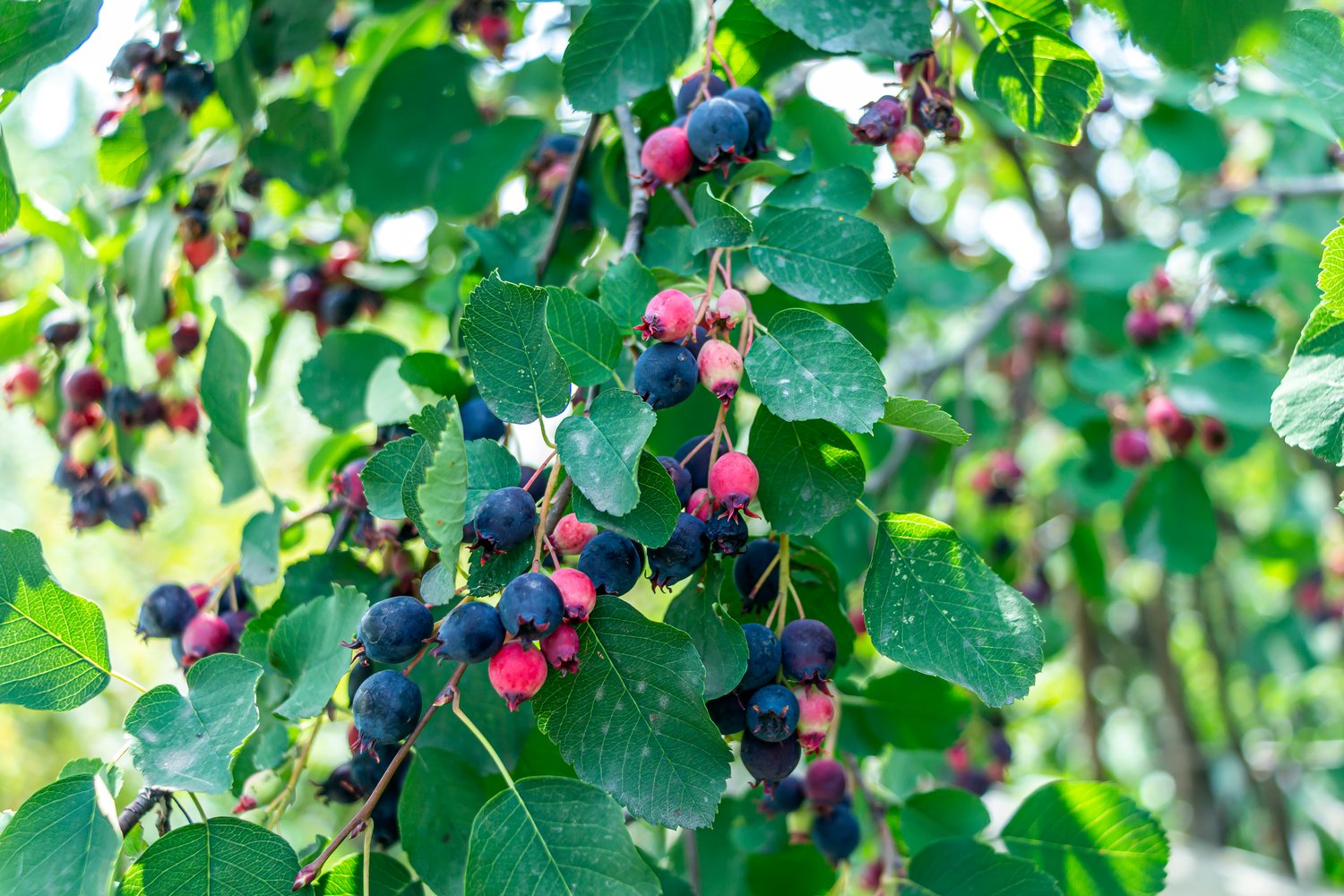 Amelanchier alnifolia