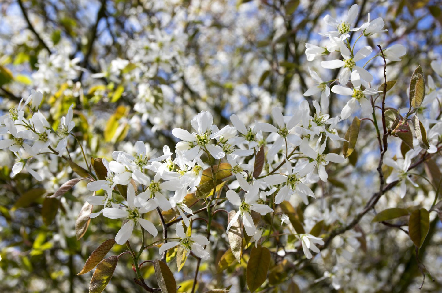 Amelanchier spicata FK FALUN E