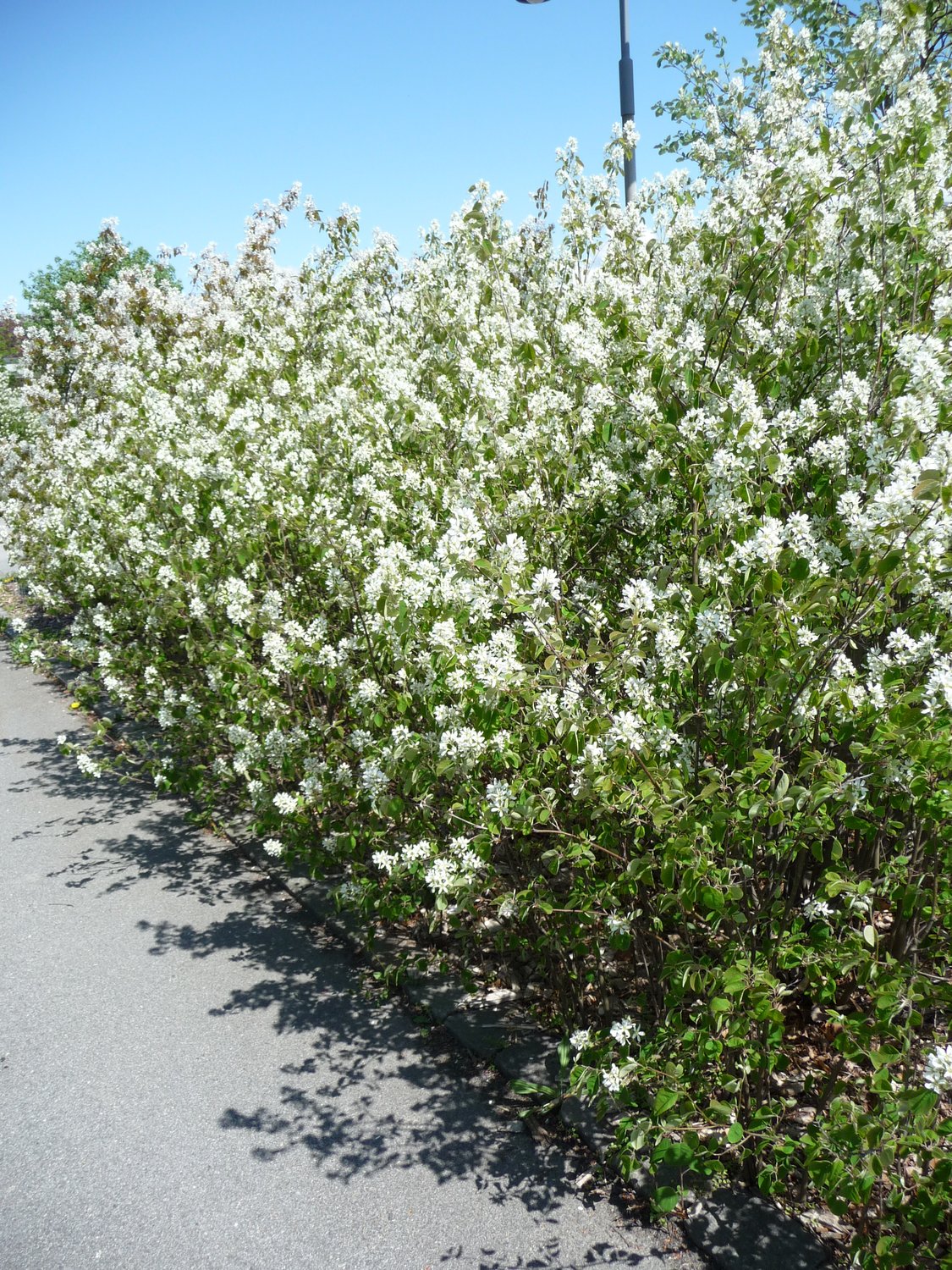 Amelanchier spicata FK FALUN E