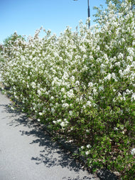 Amelanchier spicata FK FALUN E