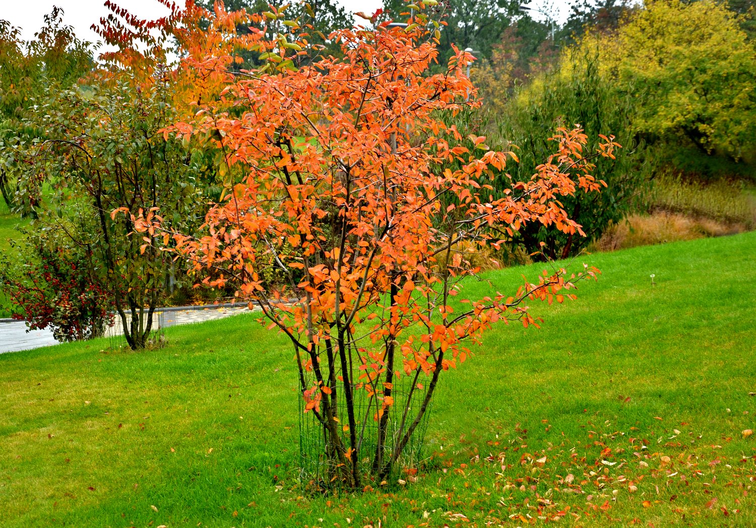 Amelanchier spicata FK FALUN E