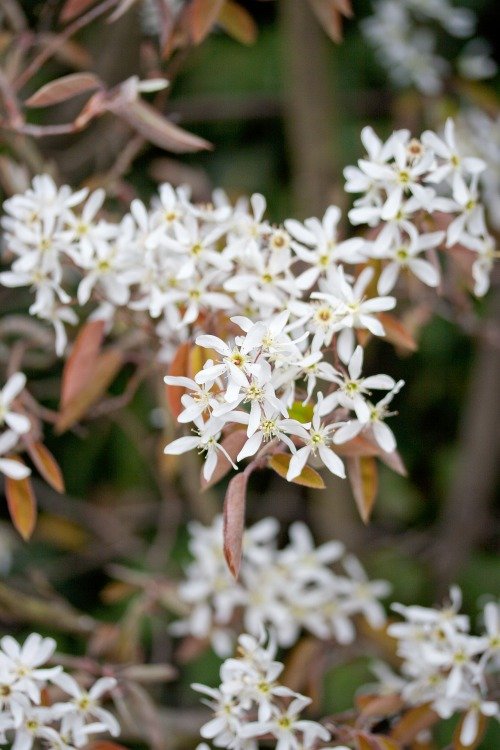 Amelanchier spicata FK FALUN E
