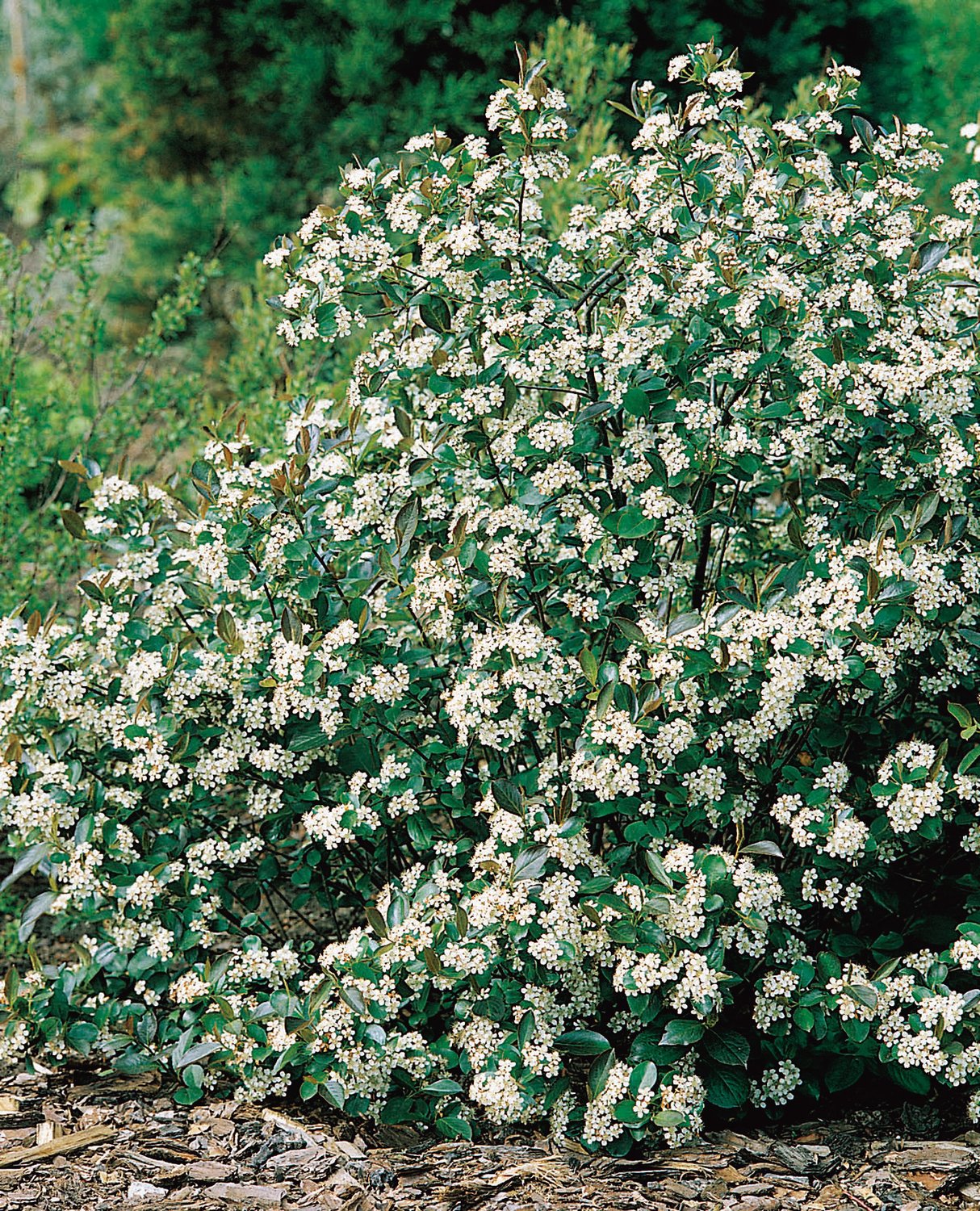 Aronia melanocarpa 'Hugin' E