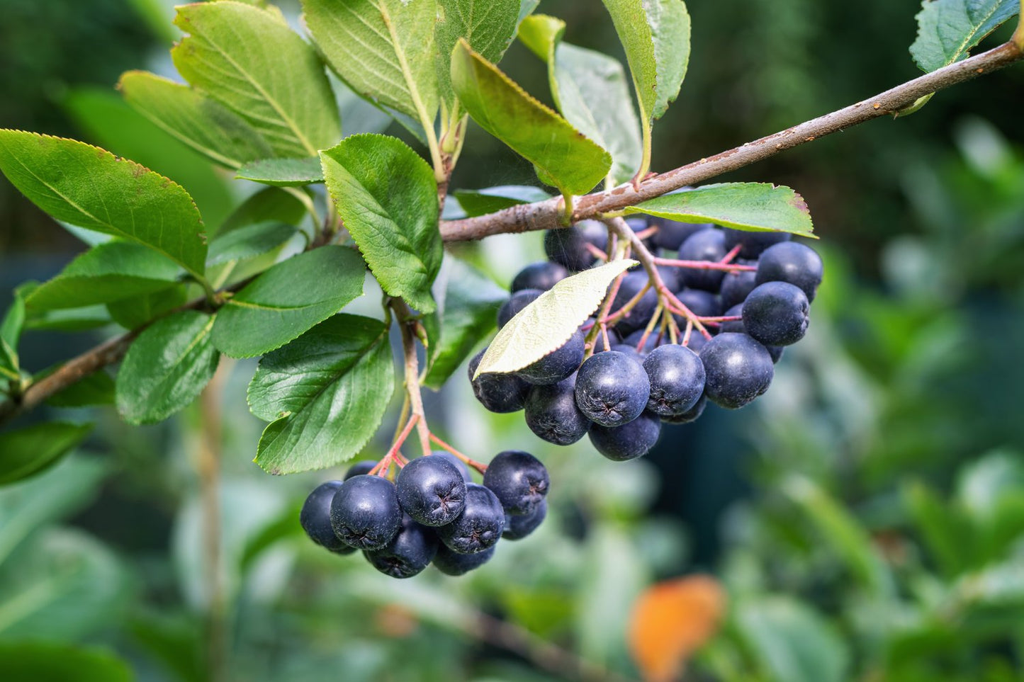 Aronia melanocarpa 'Hugin' E