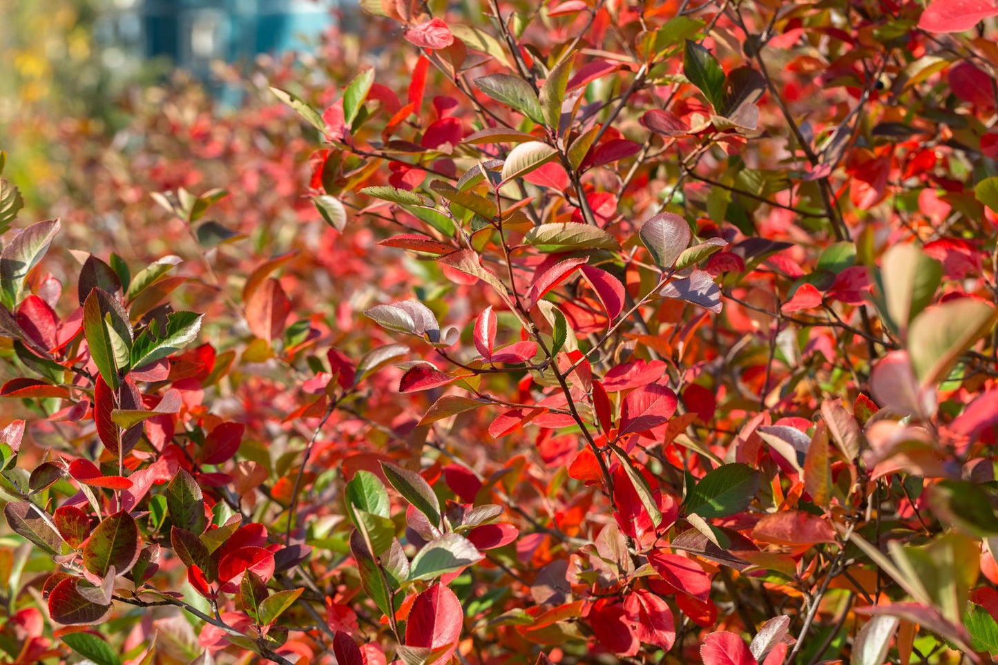 Aronia melanocarpa 'Hugin' E