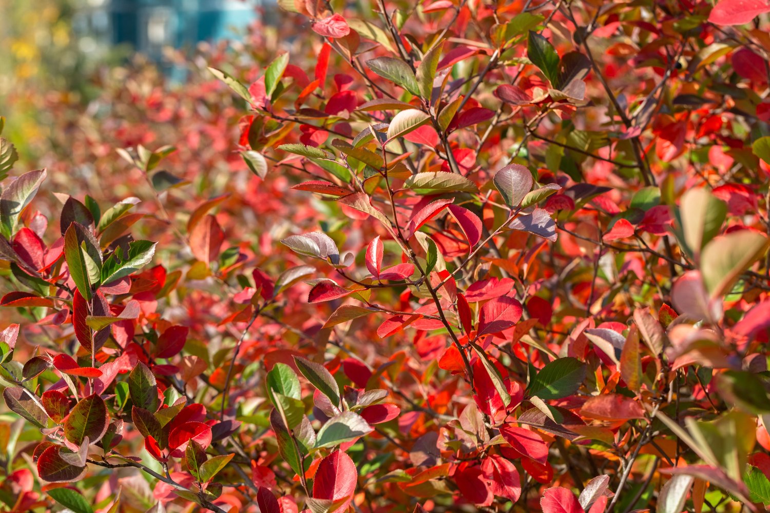 Aronia melanocarpa 'Hugin' E