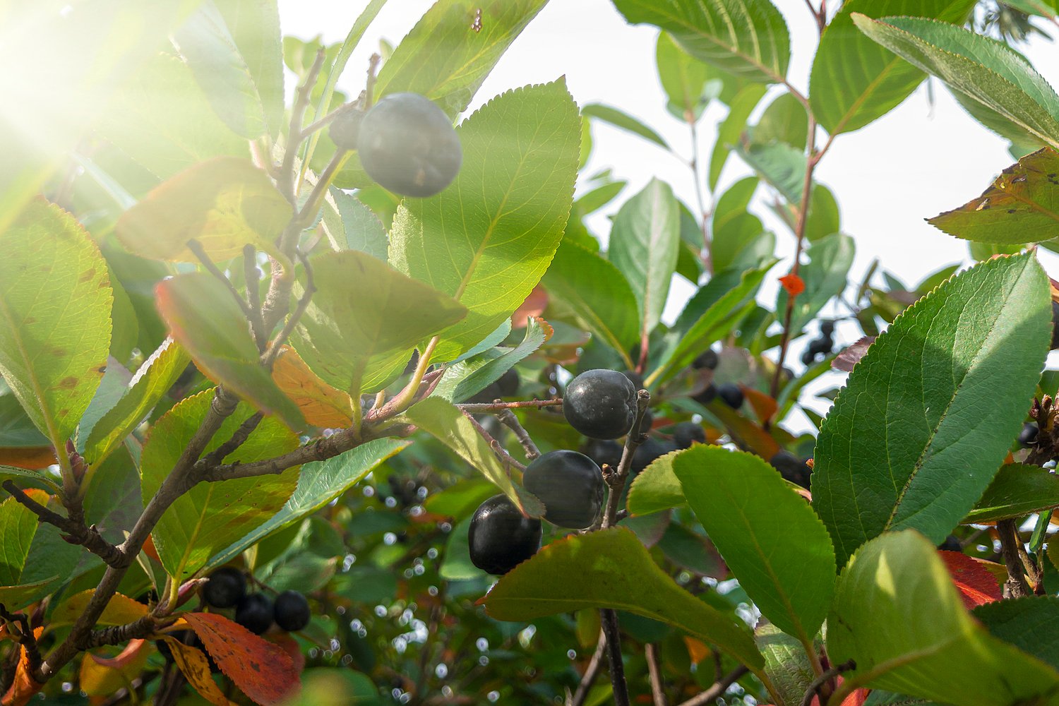 Aronia melanocarpa 'Hugin' E