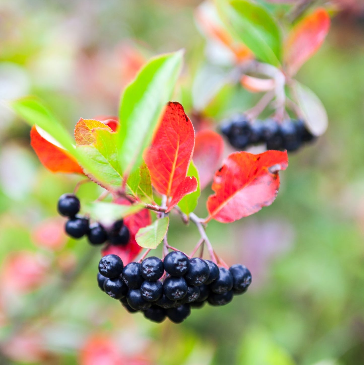 Aronia melanocarpa 'Hugin' E