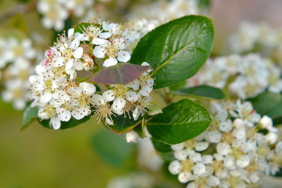 Aronia × prunifolia FK VÄSTERÅKER E